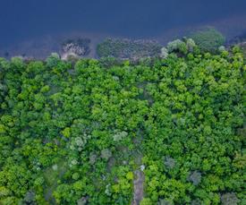 aerial view, rocky ocean coast lined with trees