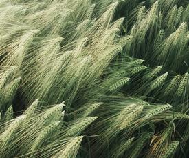 field of wheat 