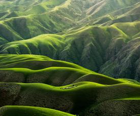 rolling green hills with sheep