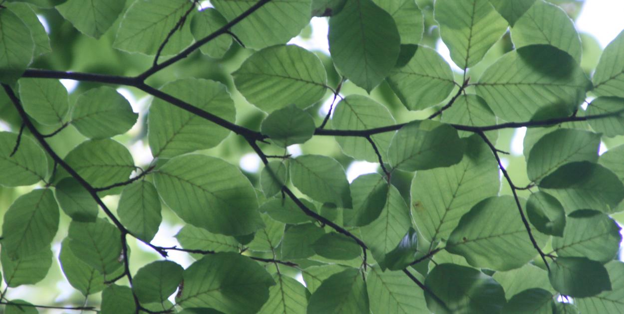 green leaves