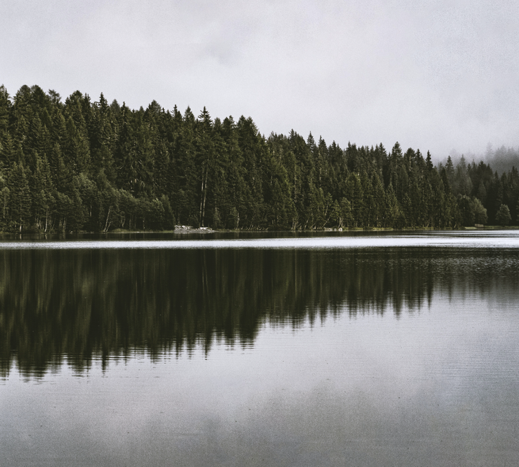 Forest on a lake