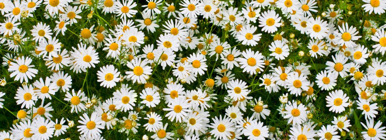 chamomile field