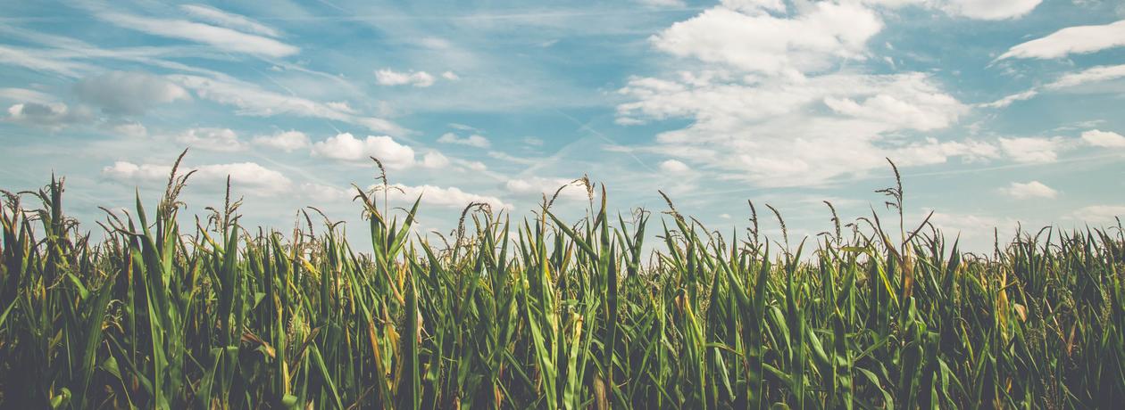 cornfield
