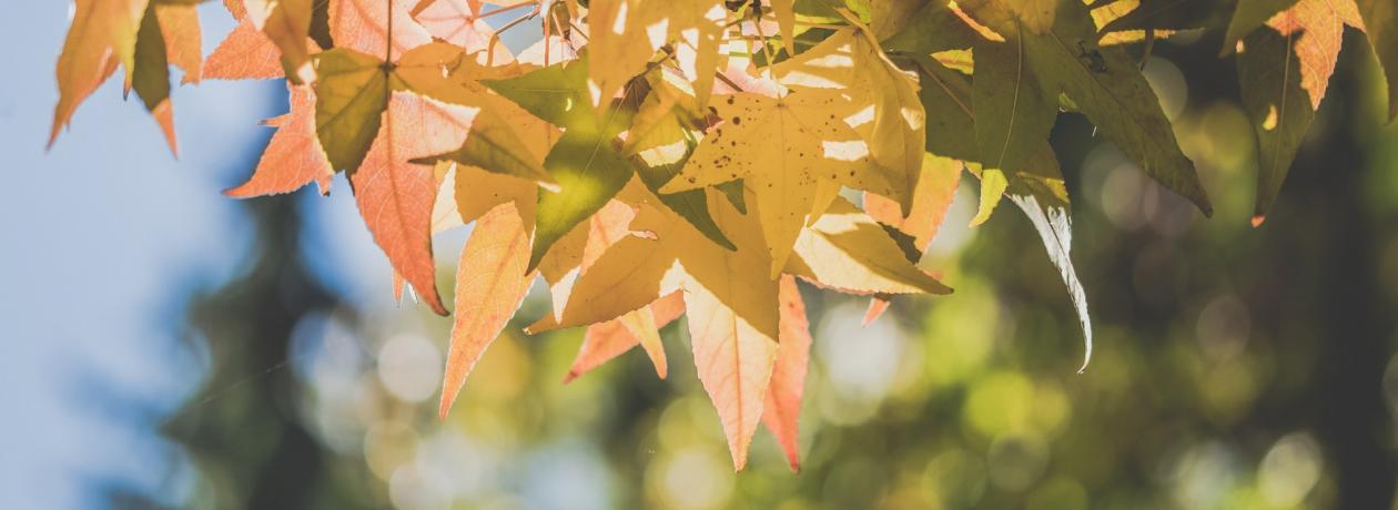leaves through scattered light