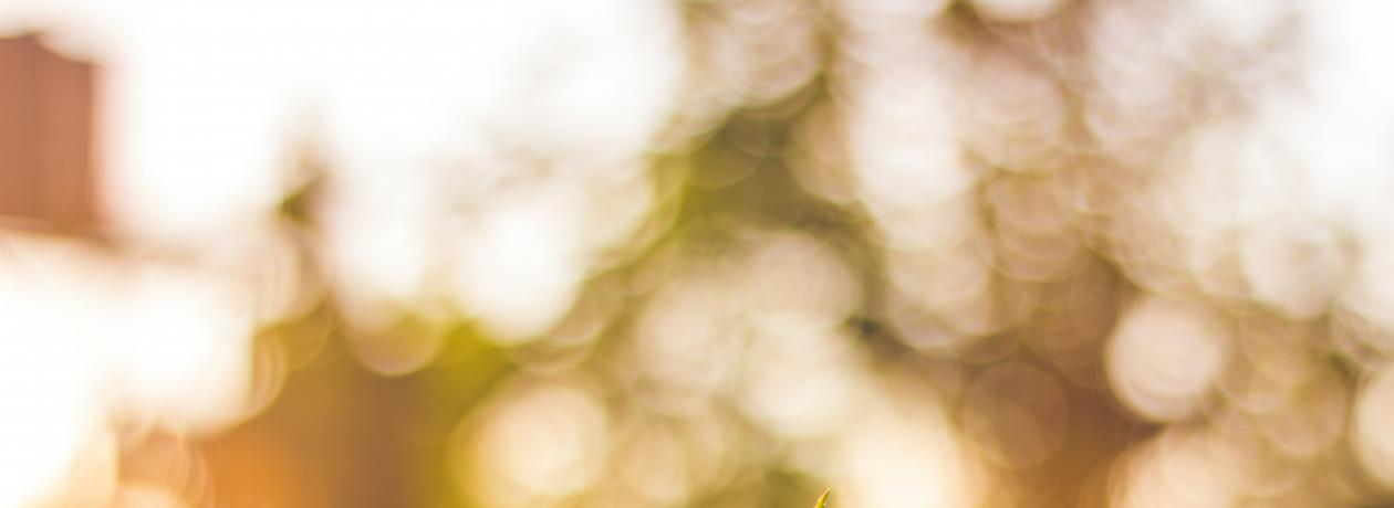 Leaves in sunlight Photo by Siegmund Photography on Unsplash