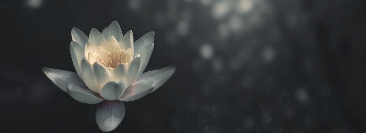 lotus flower