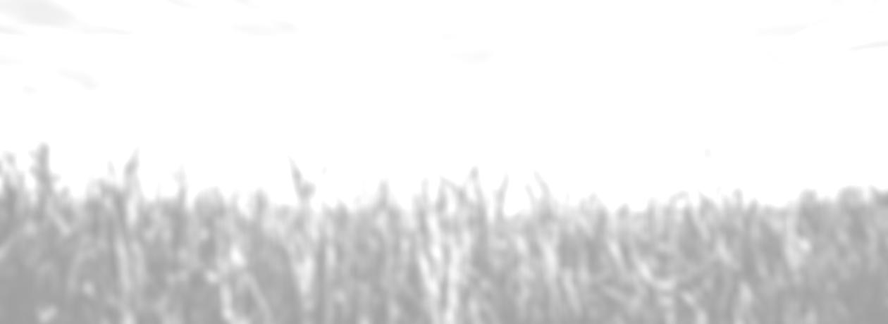cornfield