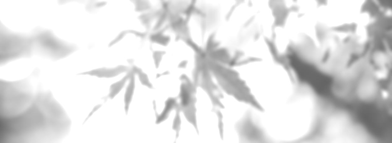fall leaves