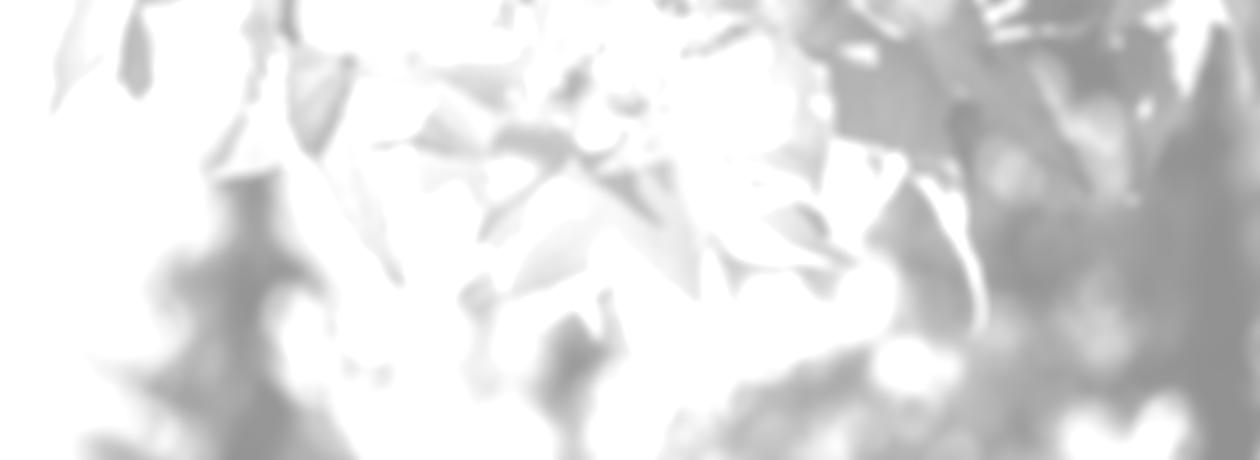 leaves through scattered light