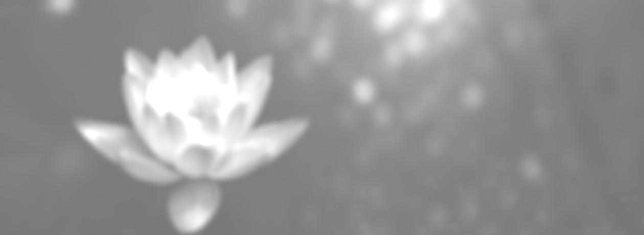 lotus flower