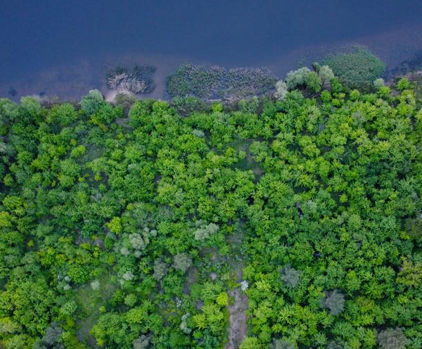 aerial view, rocky ocean coast lined with trees