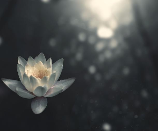 Lotus Flower